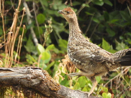 ruffed grouse 2 graphic